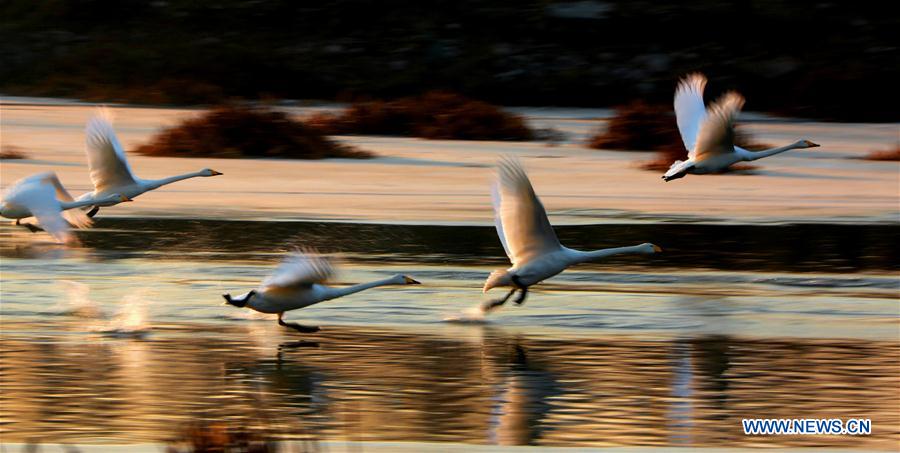 #CHINA-BEIJING-SWAN(CN)