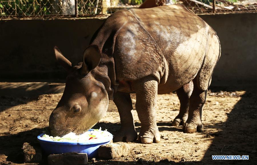 NEPAL-CHITWAN-RESCUED BABY RHINO