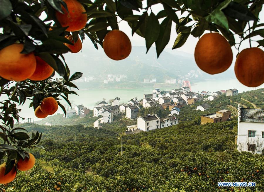 #CHINA-HUBEI-ZIGUI-NAVEL ORANGE (CN)