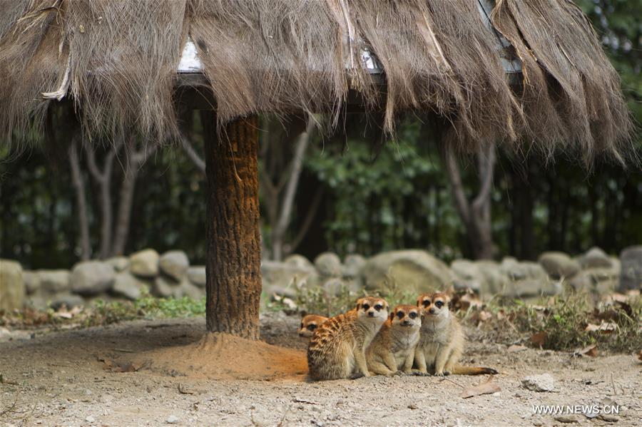 CHINA-WINTER-ANIMAL(CN)