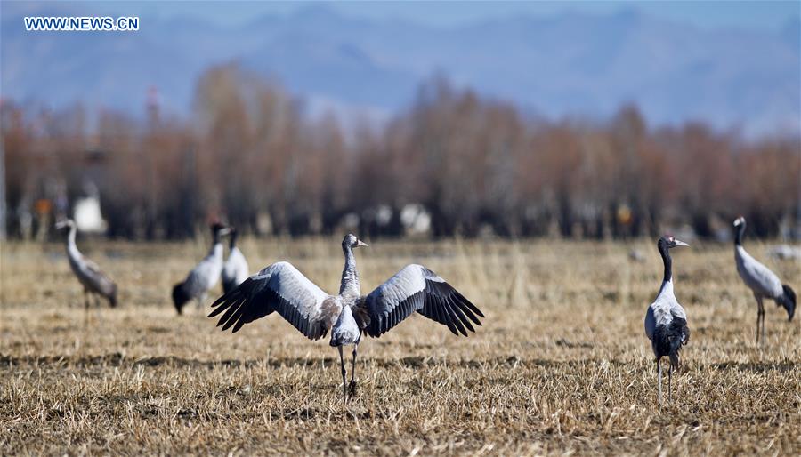 CHINA-XIGAZE-BLACK-NECKED CRANE (CN)