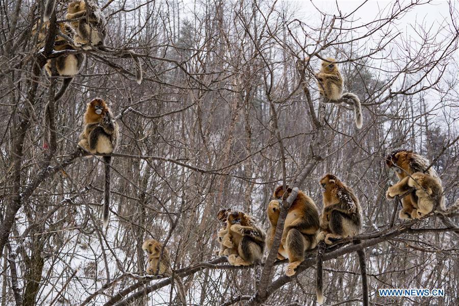 CHINA-HUBEI-SHENNONGJIA-GOLDEN MONKEY (CN)