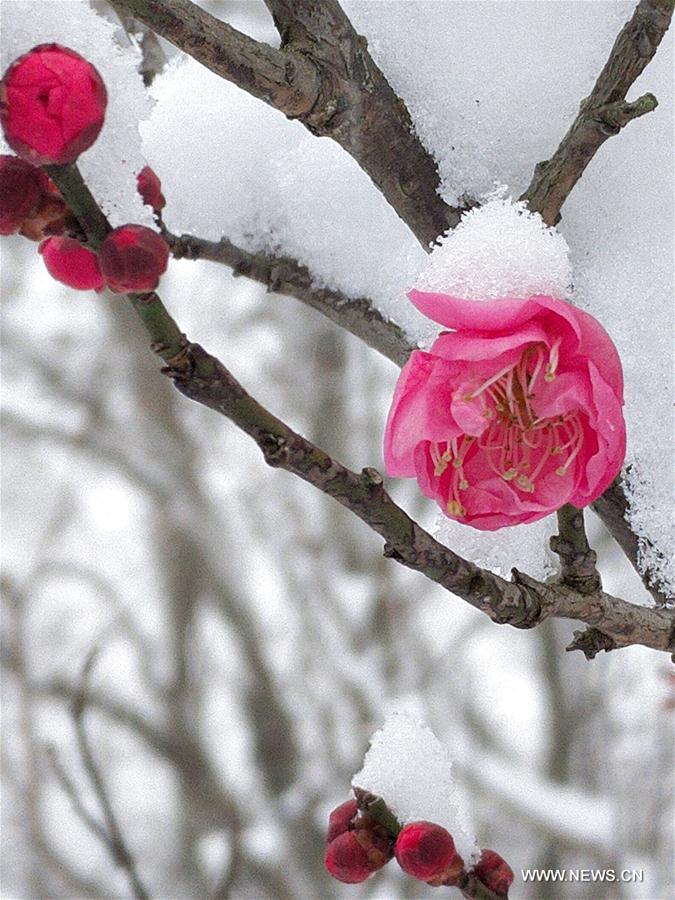 #CHINA-NANJING-RED PLUM (CN)