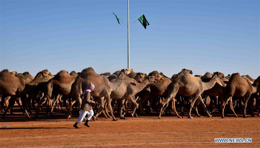 SAUDI-RIYADH-CAMEL FESTIVAL