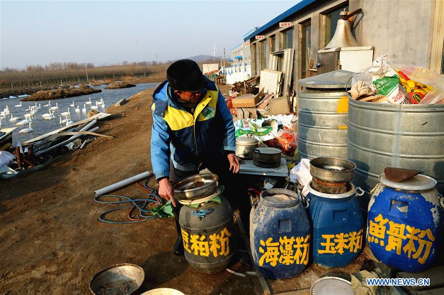 CHINA-SHANDONG-SWAN-PROTECTION (CN)