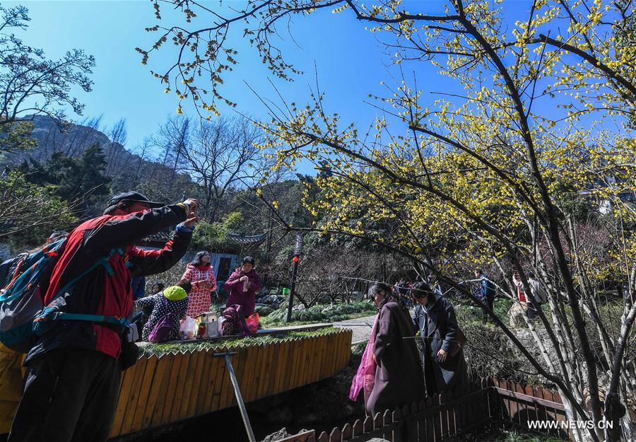 CHINA-ZHEJIANG-HANGZHOU-PLUM BLOSSOM (CN)