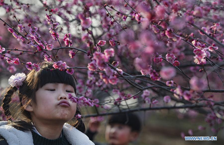 CHINA-ANHUI-RED PLUM BLOSSOM (CN)