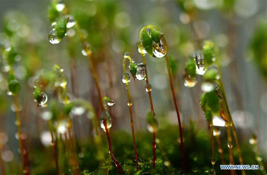 #CHINA-SCENERY-SPRING (CN)