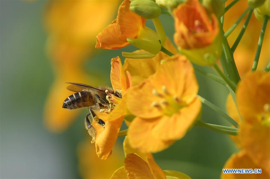 CHINA-JIANGXI-RAPE FLOWER-HONEY BEE-RESEARCH (CN)