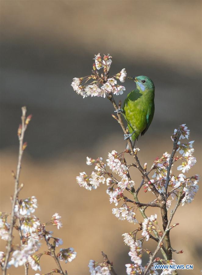 # CHINA-JIANGXI-BIRD-FLOWER(CN)