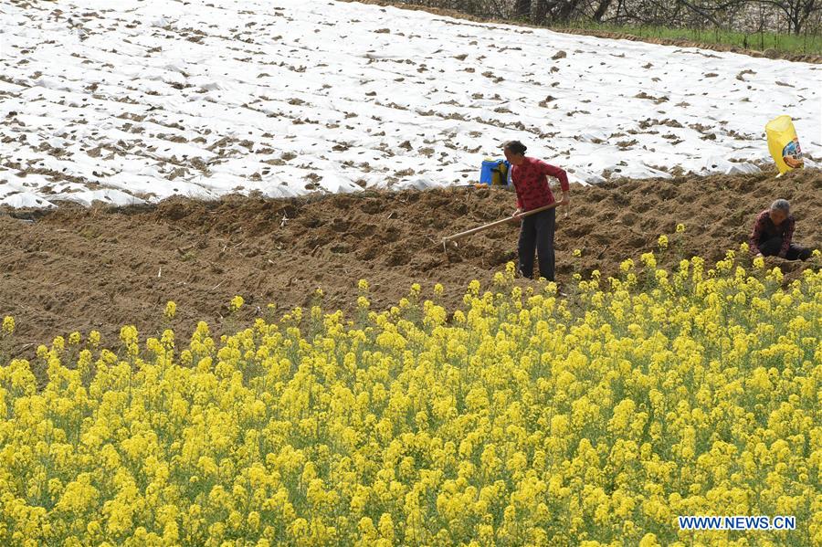 #CHINA-SPRING-FARM WORK (CN)