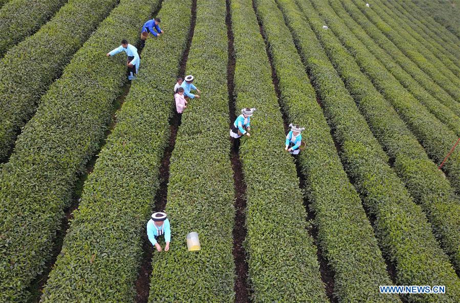 #CHINA-GUIZHOU-TEA PROCESSING (CN)