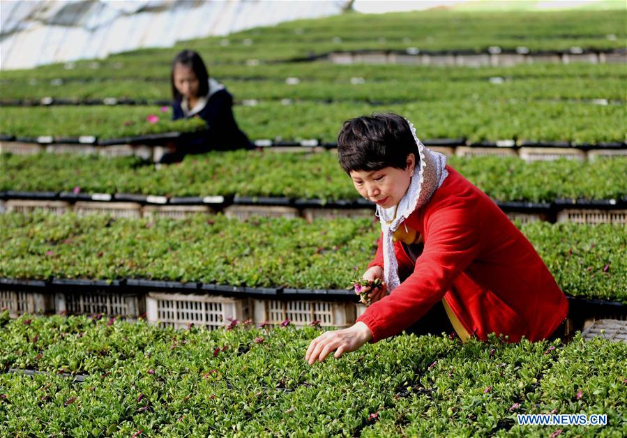 CHINA-HEBEI-LANGFANG-FLOWER PLANTING (CN)