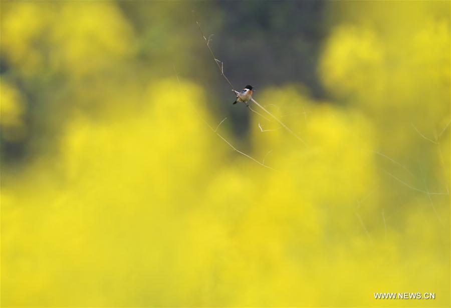 #CHINA-SPRING VIEWS (CN)