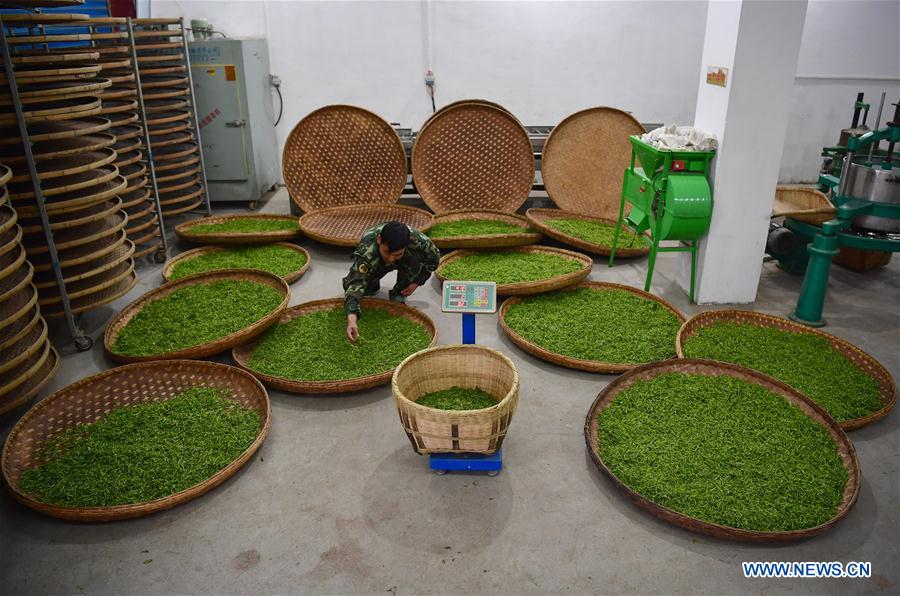 CHINA-SHAANXI-SPRING TEA-HARVEST (CN)