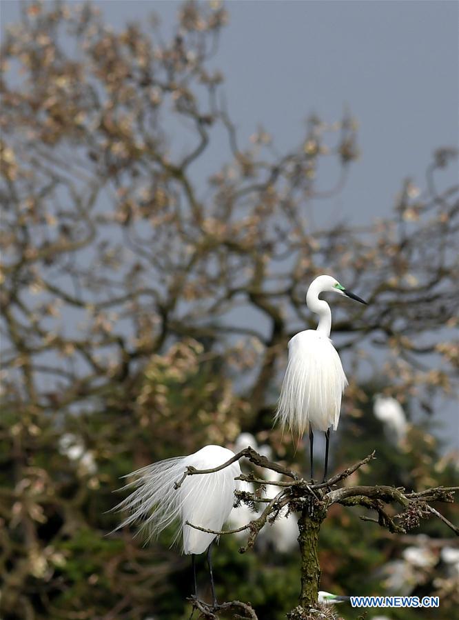 CHINA-JIANGXI-EGRETS (CN)