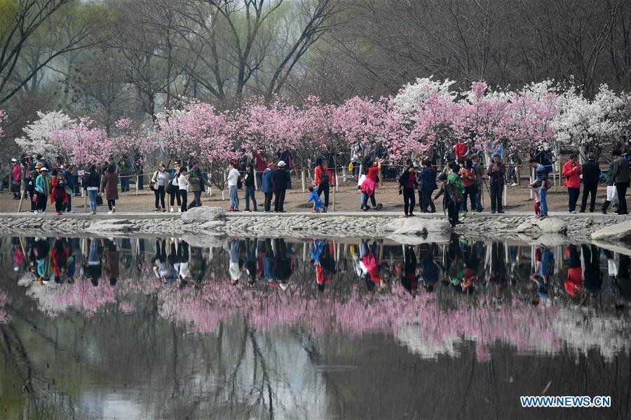 CHINA-BEIJING-CHERRY BLOSSOM (CN)