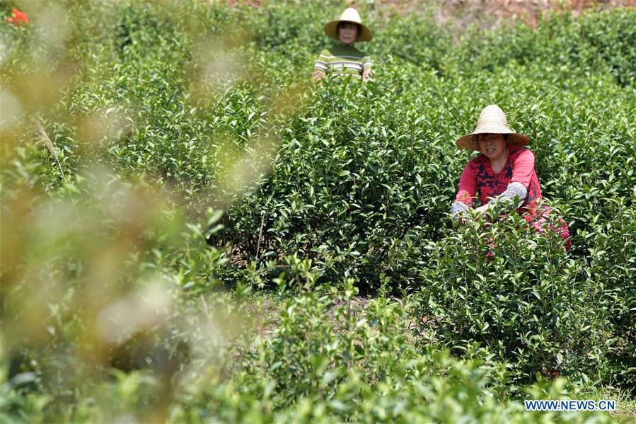 CHINA-JIANGXI-TEA GARDEN (CN)