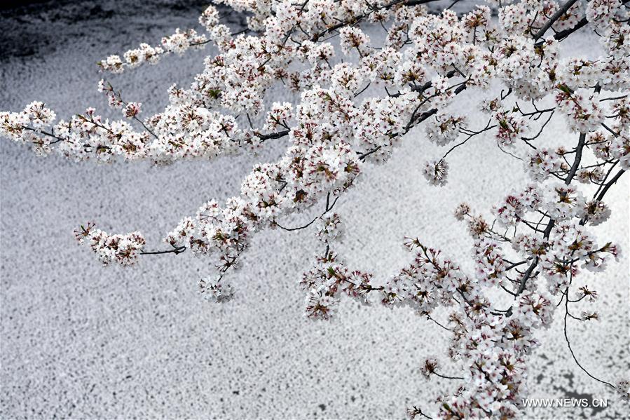 JAPAN-TOKYO-CHERRY BLOSSOMS-PETALS