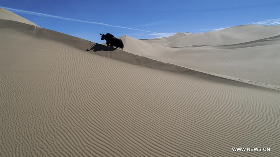 CHINA-XINJIANG-ALTUN MOUNTAINS-WILDLIFE-LANDSCAPE (CN)