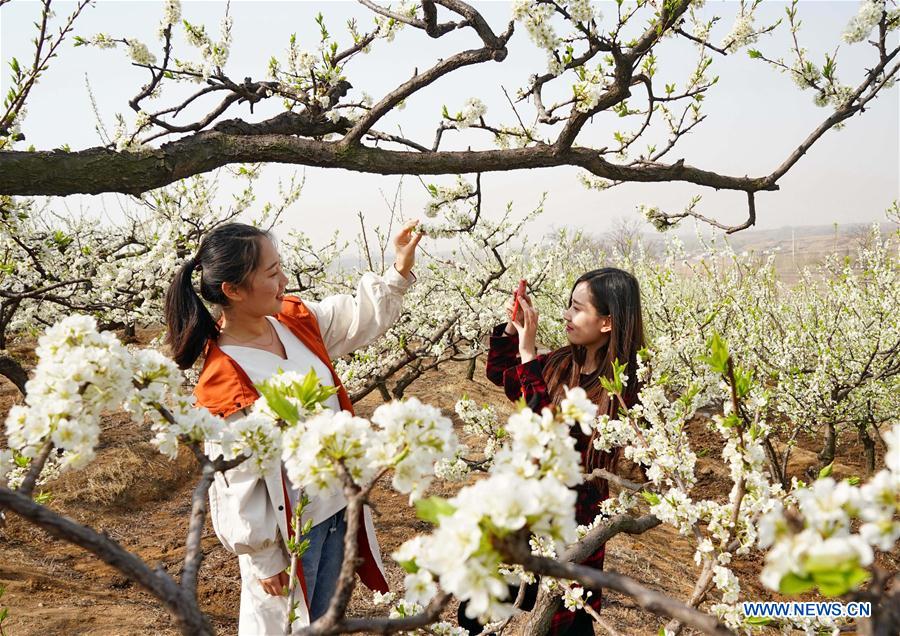 CHINA-HEBEI-PLUM BLOSSOMS (CN)