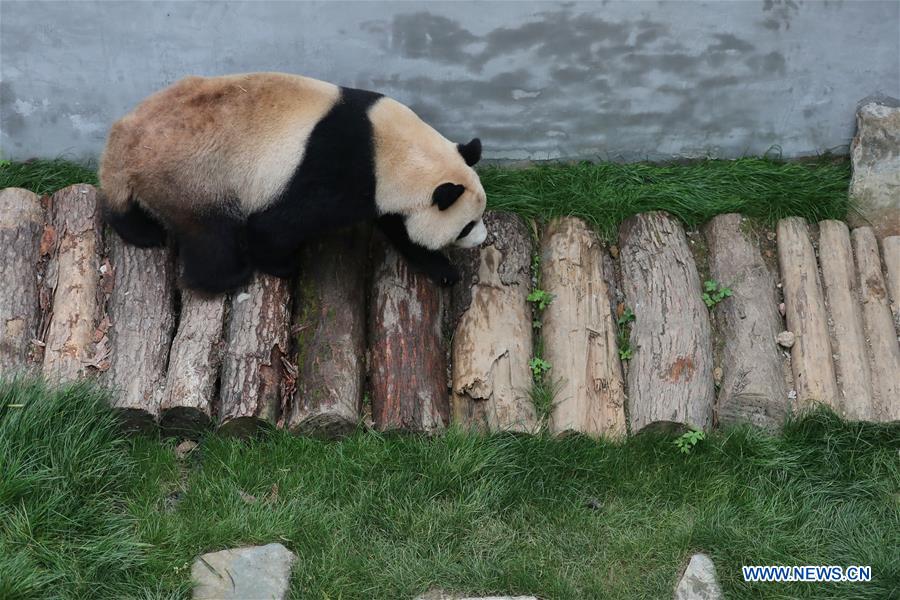 CHINA-GUIYANG-GIANT PANDAS-MEETING PUBLIC(CN)