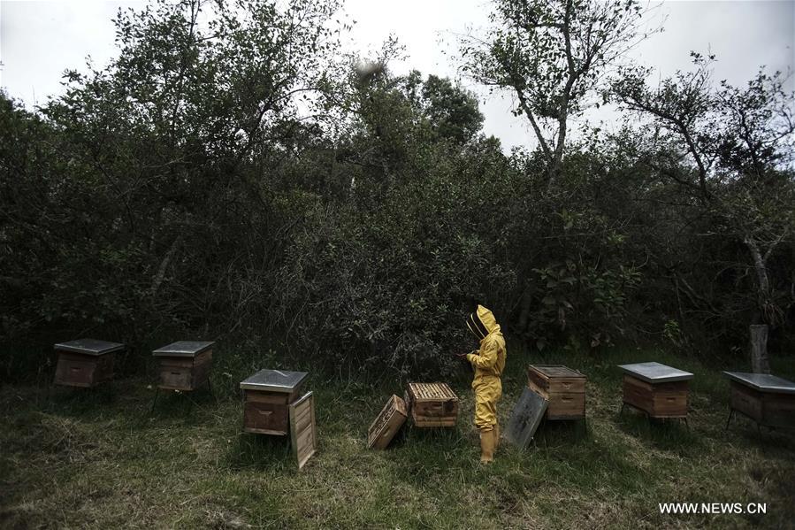 COLOMBIA-GUASCA-BEEKEEPING-EARTH DAY