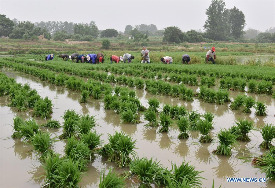 #CHINA-FARM WORK (CN)