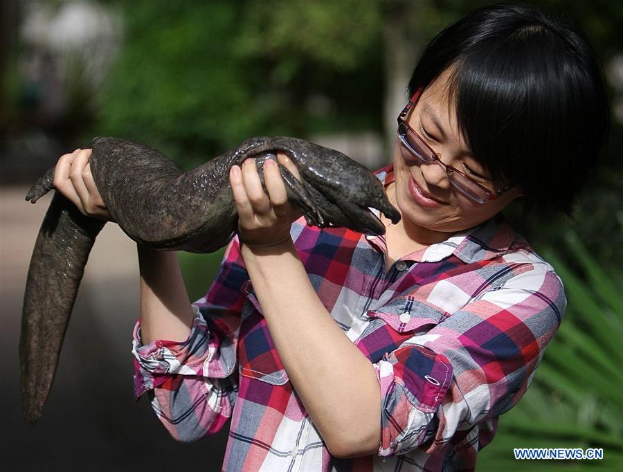 CHINA-CHINESE GIANT SALAMANDER-STUDIES (CN)