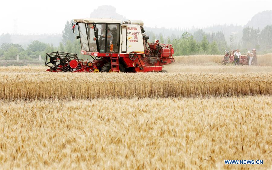 #CHINA-AGRICULTURE-WHEAT-HARVEST (CN)