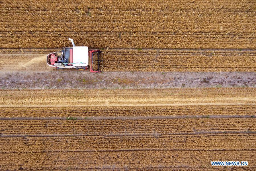 CHINA-SHANXI-WHEAT-HARVEST (CN)