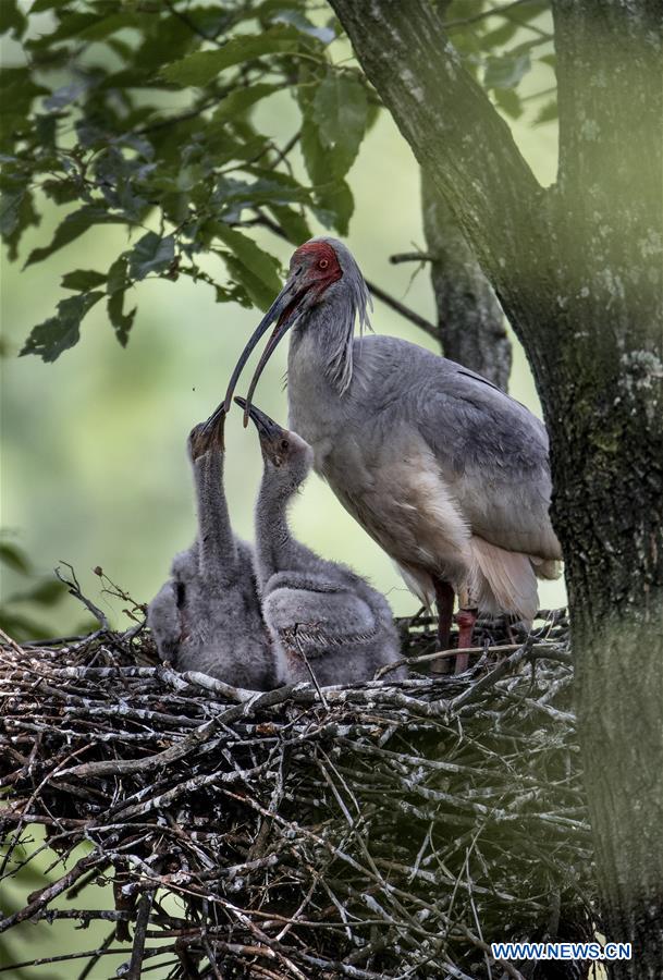 CHINA-SHAANXI-CRESTED IBIS-BREEDING (CN)