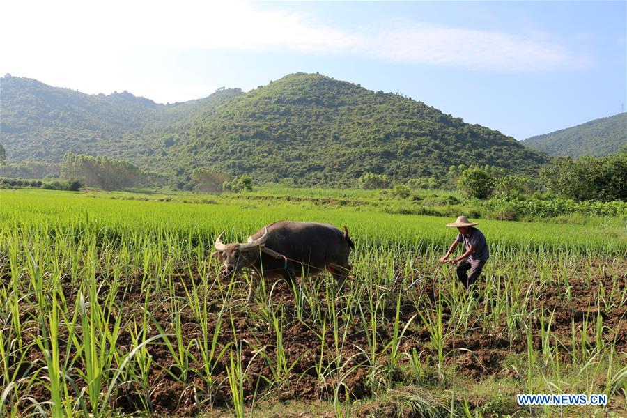 #CHINA-AGRICULTURE-FARMER-WORK (CN)