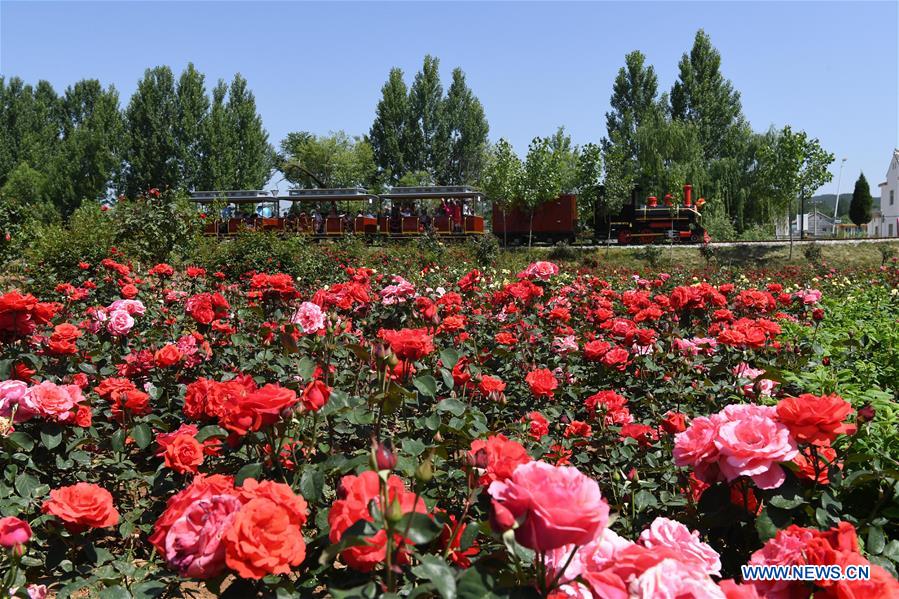 CHINA-SHAANXI-LUONAN-ROSE (CN)