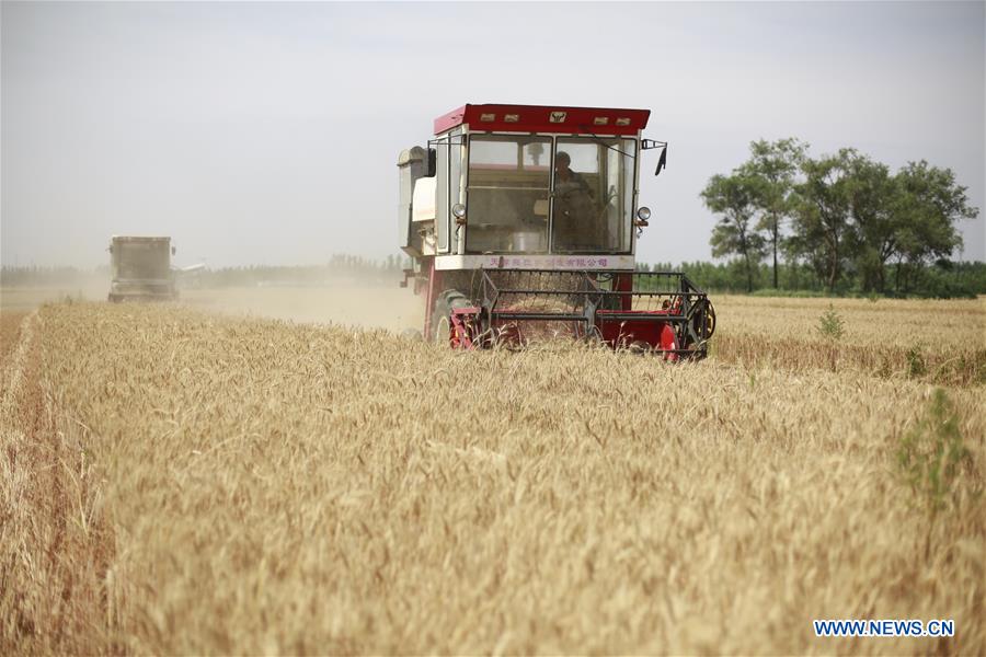 CHINA-HEBEI-SHIJIAZHUANG-WHEAT HARVEST (CN)