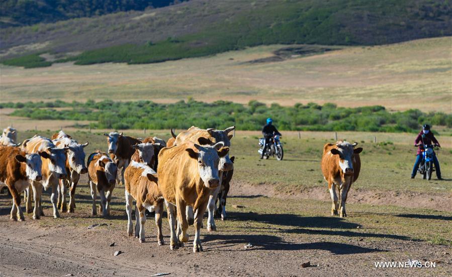 CHINA-INNER MONGOLIA-LIVESTOCK TRANSFER-SUMMER PASTURE (CN)