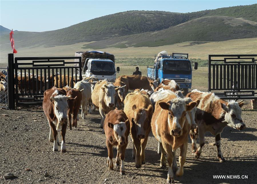 CHINA-INNER MONGOLIA-LIVESTOCK TRANSFER-SUMMER PASTURE (CN)