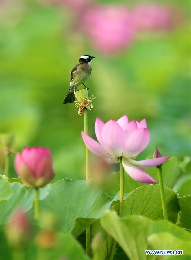 #CHINA-NATURE-LOTUS FLOWER (CN)