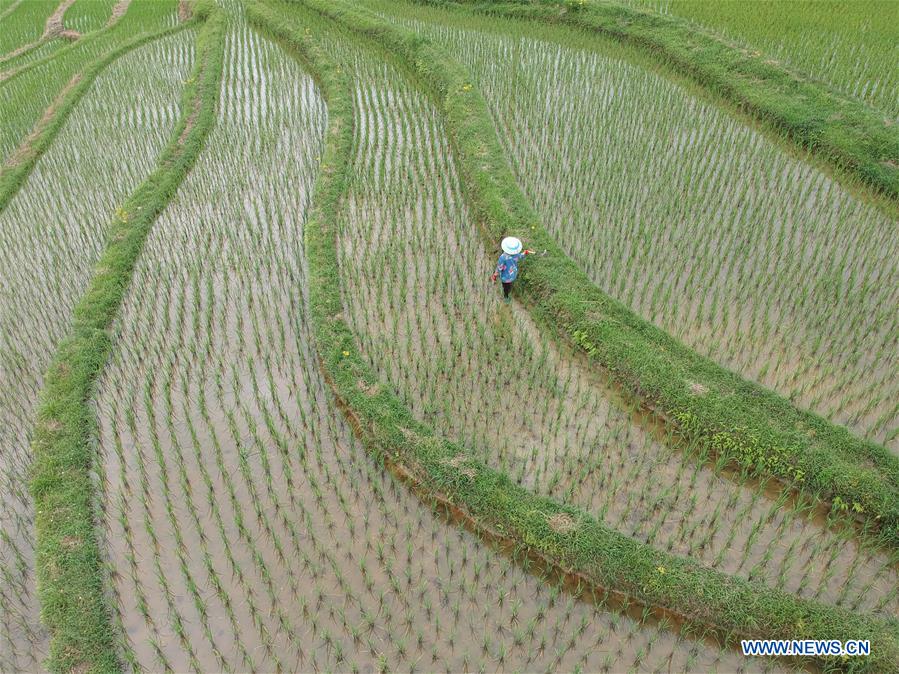 #CHINA-SUMMER SOLSTICE-AGRICULTURE (CN)