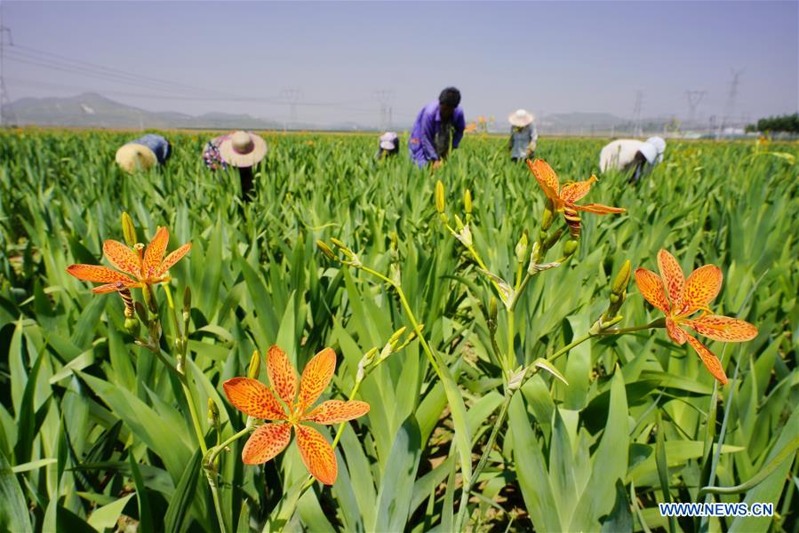 CHINA-HEBEI-CHINESE HERB-PLANTATION (CN)