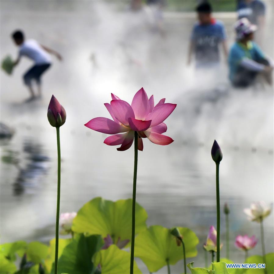 CHINA-BEIJING-LOTUS FLOWER (CN)