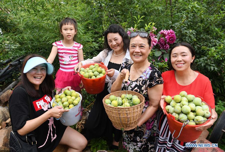 CHINA-YUNNAN-YUANMOU-FRUIT PICKING (CN)