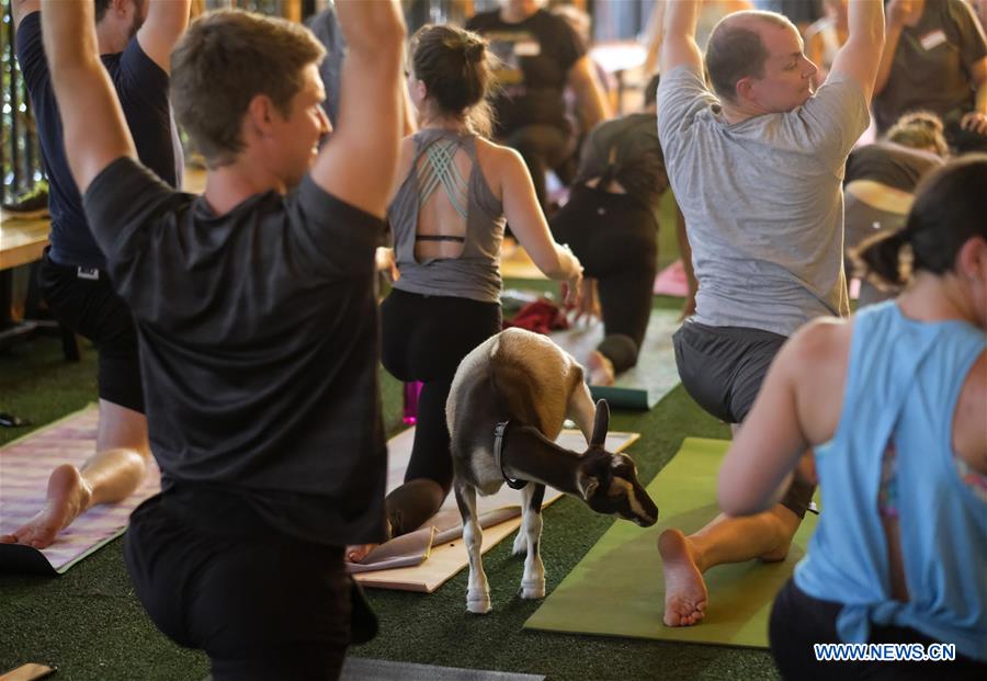 U.S.-LOS ANGELES-"GOAT YOGA"