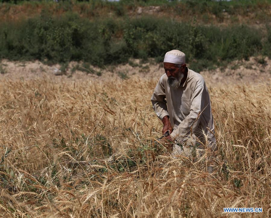 AFGHANISTAN-GHAZNI-FARMER