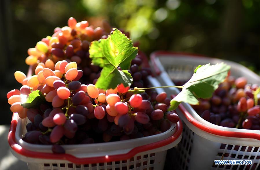 CHINA-XINJIANG-FRUITS (CN)