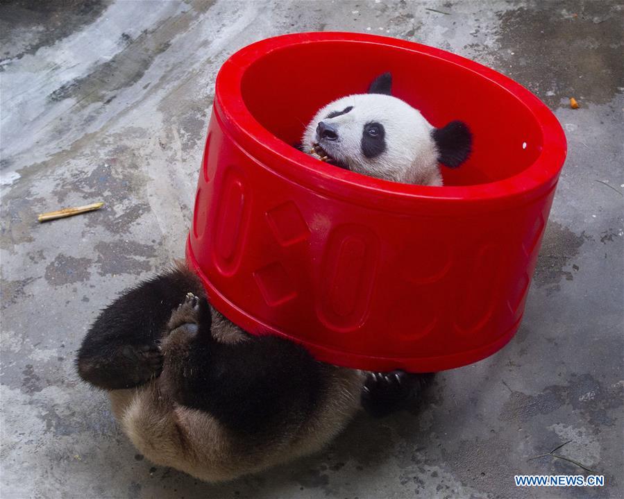 #CHINA-NANJING-GIANT PANDA TWINS-BIRTHDAY (CN)