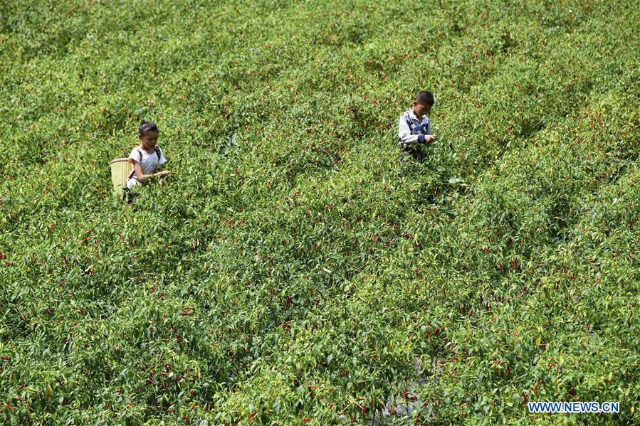 #CHINA-GUIZHOU-ZUNYI-PEPPER INDUSTRY (CN)