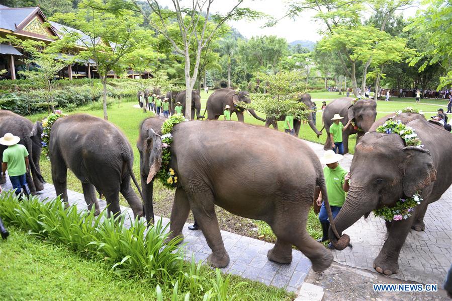 CHINA-YUNNAN-XISHUANGBANNA-WORLD ELEPHANT DAY (CN)