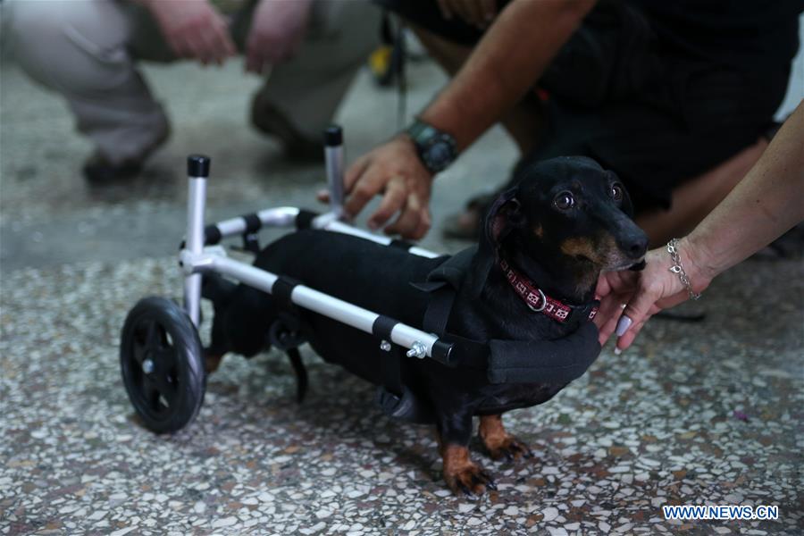 GREECE-ATHENS-WHEELCHAIR-PETS