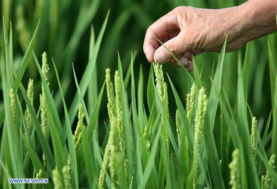 #CHINA-SHANDONG-AGRICULTURE (CN)